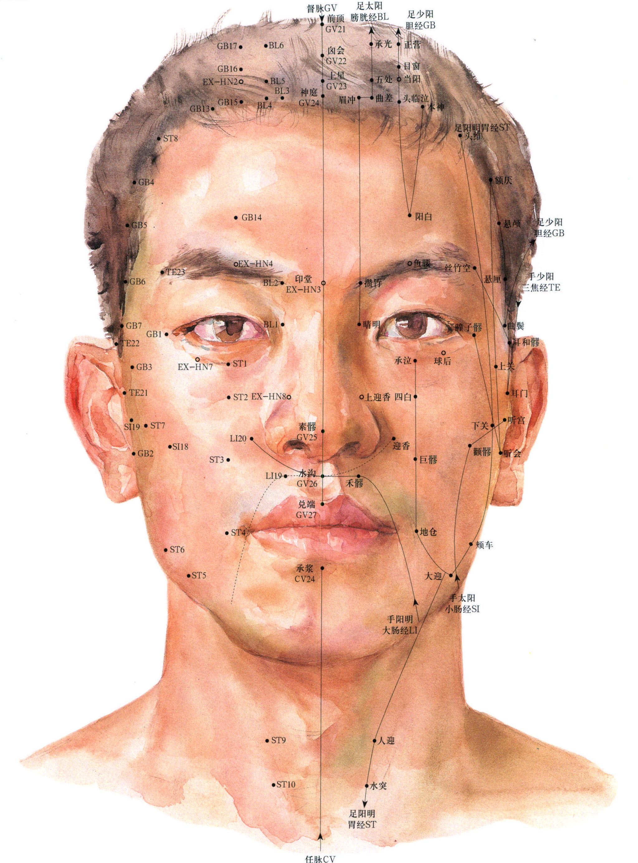 4. 头面颈部的皮肤与腧穴 (前面)